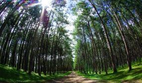 Metodologias Aplicadas a Educação Ambiental